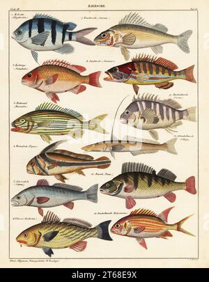 Fish species: 1 scissortail sergeant, Abudefduf sexfasciatus, Kerbzahn, (Glyphisodon), 2 whitecheek monocle bream, Scolopsis vosmeri, Kerbauge (Scolophides), 3 bluestriped grunt, Haemulon sciurus, Rothmaul, 4 jack-knifefish, Equetus lanceolatus, Ritterfisch (Eques), 5 meagre, Argyrosomus regius, Schattenfisch (Sciaena), 6 shi drum, Umbrina cirrosa, Warzer, 7 ruffe, Gymnocephalus cernua, Kaulbarsch (Acerina), 8 comber, Serranus cabrilla, Saegbarsch, 9 redbarred hawkfish, Cirrhitops fasciatus, Rankenbarsch (Cirrites), 10 flathead sillago, Sillaginopsis panijus, Schnabelbarsch (Sillago), 11 squir Stock Photo