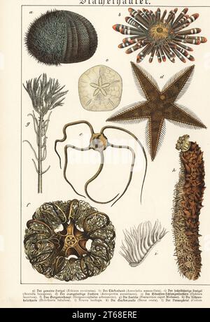 Sea urchin, Echinus esculentus a, red pencil urchin, Heterocentrotus mamillatus b, six-holed keyhole urchin, Leodia sexiesperforata c, red comb star, Astropecten aranciacus d, serpent star, Ophiura ophiura e, basket star, Astrospartus mediterraneus f, tubular sea cucumber, Holothuria tubulosa h, etc. Chromolithograph from Gotthilf Heinrich von Schubert's Natural History of Animal Kingdoms for School and Home (Naturgeschichte des Tierreichs fur Schule und Haus), Schreiber, Munich, 1886. Stock Photo