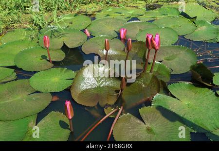 Bunch of Vibrant Pink Water Lilies in the Pond Closing in Late Afternoon Stock Photo