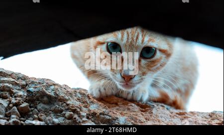 beautiful brown cat with blue eyes looking at you through a hole Stock Photo