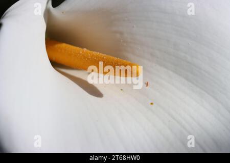 close-up of a flower of Zantedeschia aethiopica, commonly known as calla, Ethiopian calla, Ethiopian rim, water lily. Stock Photo