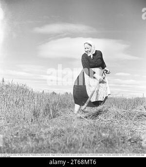 In the 1940s. The village Akkavare in Norrbotten Sweden. Abmot Viltok cultivates the land bordering Lake Etnajaure. 'Lake of Life'. There is no road to the village, you have to walk the five miles from the nearest community, Gällivare. The village also has no electricity. Abmot is 64 and his wife Hilma is 58. The family has three cows, three calves and eighteen sheep and the village's only horse. Pictured Mrs. Viltok scything her field  Sweden 1949. Kristoffersson ref AS77-2 Stock Photo