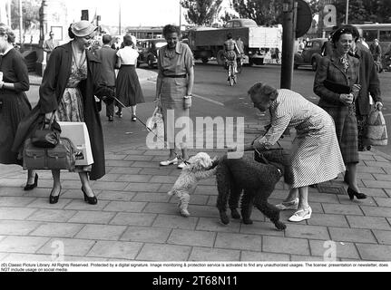 Fashionable in the 1950s. A young woman wears a typical 1950s coat. She holds a small white dog who stands in the street with a bigger dog, sniffing each other. Sweden 1953 Kristoffersson Ref 1-2 Stock Photo