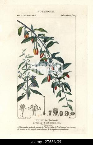 Goji berry, Lycium barbarum. Handcoloured copperplate stipple engraving from Antoine Laurent de Jussieu's Dizionario delle Scienze Naturali, Dictionary of Natural Science, Florence, Italy, 1837. Illustration engraved by Plee, drawn and directed by Pierre Jean-Francois Turpin, and published by Batelli e Figli. Turpin (1775-1840) is considered one of the greatest French botanical illustrators of the 19th century. Stock Photo