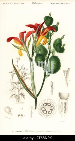 Indian shot, Canna indica. Canna speciosa. Balisier gracieux. Handcoloured steel engraving by Felicie Fournier after an illustration by Louis Joseph Edouard Maubert from Charles d'Orbigny's Dictionnaire Universel d'Histoire Naturelle (Universal Dictionary of Natural History), Paris, 1849. Stock Photo