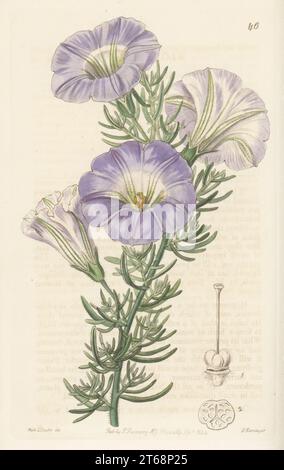 Chilean bell flower, Nolana coelestis. Raised from botanist Thomas Bridges' seeds by Mr. Best, gardener to A. Park of Merton Grove, Surrey. Sky-blue alona, Alona coelestis. Handcoloured copperplate engraving by George Barclay after a botanical illustration by Sarah Drake from Edwards Botanical Register, continued by John Lindley, published by James Ridgway, London, 1844. Stock Photo