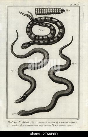 Rattlesnake and tail, Crotalus species, wampum snake or eastern mudsnake, Fanacia abacura, and Indian cobra, Naja naja. Le serpent a sonnette; couleuvre bleue de la Caroline, le serpent a lunette. Copperplate engraving by Antonio Baratti after Francois-Nicolas Martinet from Denis Diderot and Jean le Rond dAlemberts Encyclopedie, Histoire Naturelle (Encyclopedia: Natural History), Livourne, 1774. Francois-Nicolas Martinet (1731-1800) was a French draftsman and engraver. Stock Photo