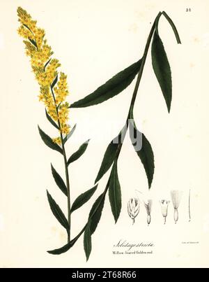 Wand goldenrod, willowleaf goldenrod or willow-leaved golden-rod, Solidago stricta. Handcoloured lithograph by Endicott after a botanical illustration from John Torreys A Flora of the State of New York, Carroll and Cook, Albany, 1843. The plates drawn by John Torrey, Agnes Mitchell, Elizabeth Paoley and Swinton. John Torrey was an American botanist, chemist and physician 1796-1873. Stock Photo