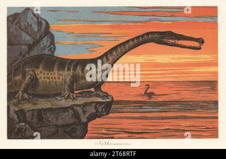 Nothosaurus, extinct genus of sauropterygian reptile from the shell ...