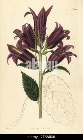 Giant bellflower, Campanula latifolia. Large-flowered giant bell-flower, Campanula latifolia macrantha. Native of Russia, Great Britain, sent by Mr. Anderson from the botanic gardens in Chelsea. Stock Photo