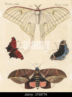 Luna moth or American moon moth, Actias luna 1, Phyllodes conspicillator moth 2, Asian comma butterfly, Polygonia c-aureum 3, and blue pansy or eyed pansy, Junonia orithya 4. Handcoloured copperplate engraving from Carl Bertuch's Bilderbuch fur Kinder (Picture Book for Children), Weimar, 1813. A 12-volume encyclopedia for children illustrated with almost 1,200 engraved plates on natural history, science, costume, mythology, etc., published from 1790-1830. Stock Photo