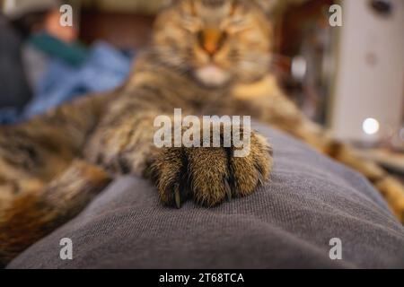 White and gray tabby cat sitting on a comfortable couch with both paws resting on the edge of the seat Stock Photo