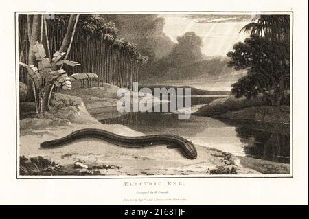 Electric eel, Electrophorus electricus, on the shore near a river in the South American jungle. Electric gymnote, Gymnotus electricus, Aquatint drawn and engraved by William Daniell from William Woods Zoography, Cadell and Davies, 1807. Stock Photo