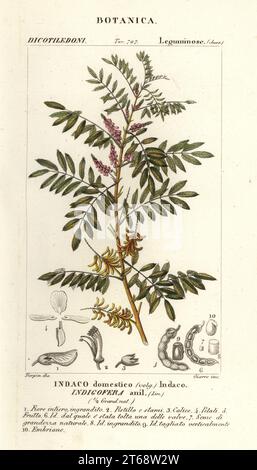 Guatemalan indigo, Indigofera suffruticosa. Indigofera anil, Indaco domestico. Handcoloured copperplate stipple engraving from Antoine Laurent de Jussieu's Dizionario delle Scienze Naturali, Dictionary of Natural Science, Florence, Italy, 1837. Illustration engraved by Giarre, drawn and directed by Pierre Jean-Francois Turpin, and published by Batelli e Figli. Turpin (1775-1840) is considered one of the greatest French botanical illustrators of the 19th century. Stock Photo