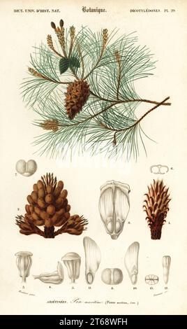 Maritime pine or cluster pine, Pinus pinaster. Pinus maritima. Pin maritime. Handcoloured steel engraving by Felicie Fournier after an illustration by Louis Joseph Edouard Maubert from Charles d'Orbigny's Dictionnaire Universel d'Histoire Naturelle (Universal Dictionary of Natural History), Paris, 1849. Stock Photo