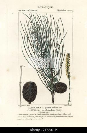 Drooping sheoak, Allocasuarina verticillata, a nitrogen-fixing tree native to Australia. Casuarina quadrivalvis, Casuarina a quatre valves. Handcoloured copperplate stipple engraving from Antoine Laurent de Jussieu's Dizionario delle Scienze Naturali, Dictionary of Natural Science, Florence, Italy, 1837. Illustration engraved by David, drawn and directed by Pierre Jean-Francois Turpin, and published by Batelli e Figli. Turpin (1775-1840) is considered one of the greatest French botanical illustrators of the 19th century. Stock Photo