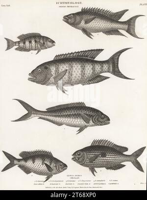 Blotched Picarel (spicara Maena) Is A Marine Fish Native To 