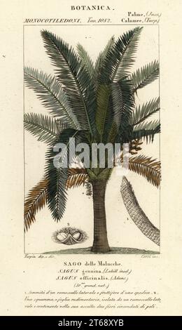 True sago palm, Metroxylon sagu. (Sagus genuina, Sagus officinalis, Sago delle Molucche). Handcoloured copperplate stipple engraving from Antoine Laurent de Jussieu's Dizionario delle Scienze Naturali, Dictionary of Natural Science, Florence, Italy, 1837. Illustration engraved by Corsi, drawn and directed by Pierre Jean-Francois Turpin, and published by Batelli e Figli. Turpin (1775-1840) is considered one of the greatest French botanical illustrators of the 19th century. Stock Photo