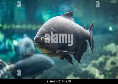 Portrait of a fish swimming in the water Stock Photo