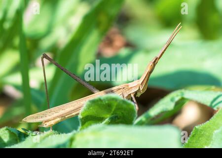 Slantface grasshopper, cone-headed grasshopper, genus Acrida Stock Photo