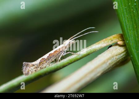 Diamondback Moth, Plutella Xylostella Stock Photo