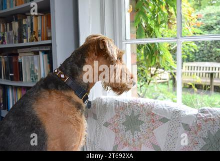 Airedale terrier dog in home interior Stock Photo