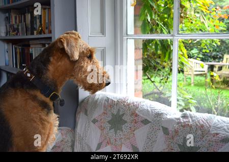 Airedale terrier dog in home interior Stock Photo
