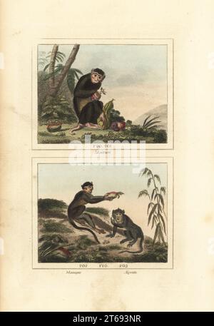 Endangered southern pig-tailed macaque, Macaca nemestrina 201, African guenon or macaque species, Cercopithecus angolensis major 202, and endangered crab-eating macaque or egret, Macaca fascicularis 203. Handcoloured copperplate engraving after Jacques de Seve from James Smith Barrs edition of Comte Buffons Natural History, A Theory of the Earth, General History of Man, Brute Creation, Vegetables, Minerals, T. Gillet, H. D. Symonds, Paternoster Row, London, 1807. Stock Photo