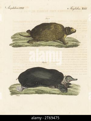 Blanding's turtle, Emydoidea blandingii, endangered 1, and Florida softshell turtle, Apalone ferox 2. La Tortue jaune, Testudo flava, La Tortue molle, Testudo ferox. Handcoloured copperplate engraving by T. Goetz from Carl Bertuch's Bilderbuch fur Kinder (Picture Book for Children), Weimar, 1810. A 12-volume encyclopedia for children illustrated with almost 1,200 engraved plates on natural history, science, costume, mythology, etc., published from 1790-1830. Stock Photo