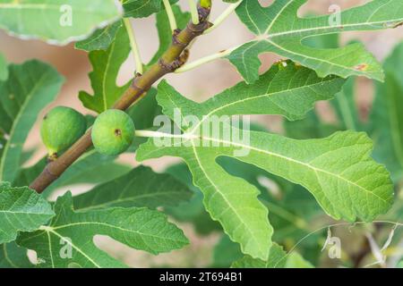 Fruit and leaf of Common Fig tree, Ficus Carica Stock Photo
