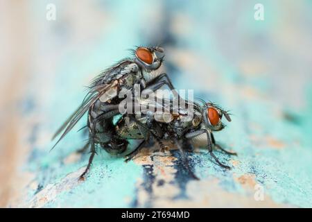 Common Flesh Flies mating, Sarcophaga Carnaria Stock Photo