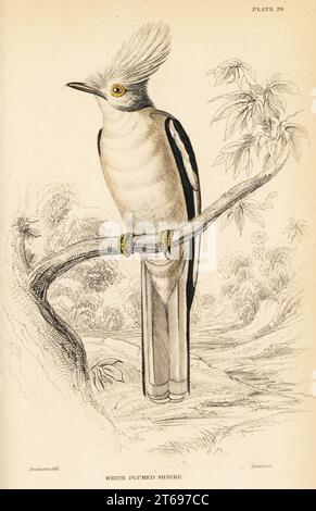 White-crested helmetshrike, Prionops plumatus. (White plumed shrike.) Handcoloured steel engraving by William Lizars after an illustration by William John Swainson from his Birds of Western Africa in Sir William Jardines Naturalists Library: Ornithology, Lizars, Edinburgh, 1837. Stock Photo