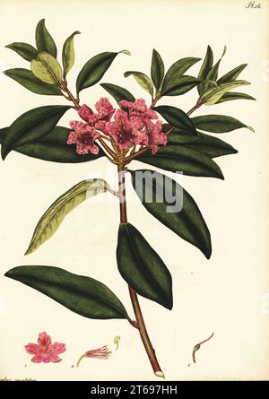 Piedmont rhododendron, Rhododendron minus. Dotted-leaved rhododendron, Rhododendron punctatum. Copperplate engraving drawn, engraved and hand-coloured by Henry Andrews from his Botanical Register, Volume 1, published in London, 1799. Stock Photo