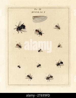 Giant tachinid fly, Tachina grossa 1, parasitoid fly, Gymnosoma ...