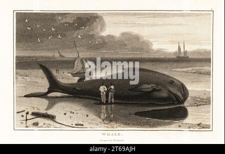 Bowhead whale, Balaena mysticetus, beached on the shore. Two whalers stand in front of the carcass, near a sailboat and harpoon. Common whale, Balaena mysticetus. Aquatint drawn and engraved by William Daniell from William Woods Zoography, Cadell and Davies, 1807. Stock Photo