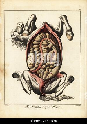 The intestines of a horse. Gut colon 1, caecum or blind gut 2, rectum or straight gut 3, diaphragm 4, yard 5, glans 6, fundament and sphincter 7. Handcoloured copperplate engraving J. Pass after an illustration by Daniel Dodd from William Augustus Osbaldistons The British Sportsman, or Nobleman, Gentleman and Farmers Dictionary of Recreation and Amusement, J. Stead, London, 1792. Stock Photo