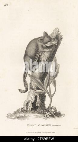 Feathertail glider, Acrobates pygmaeus. Pygmy opossum, Didelphis pygmaea. After an illustration in George Shaw's Zoology of New Holland. Copperplate engraving by James Heath from George Shaws General Zoology: Mammalia, G. Kearsley, Fleet Street, London, 1800. Stock Photo