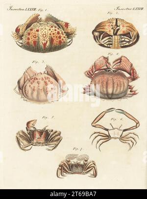 Smooth box crab, Calappa calappa 1,2, shame-faced crab or box crab, Calappa granulata 3, Calappa lophos 4, tufted ghost crab, Ocypode cursor 5, angular crab, Goneplax rhomboides 6, and Cancer albicans 7. Handcoloured copperplate engraving from Carl Bertuch's Bilderbuch fur Kinder (Picture Book for Children), Weimar, 1815. A 12-volume encyclopedia for children illustrated with almost 1,200 engraved plates on natural history, science, costume, mythology, etc., published from 1790-1830. Stock Photo