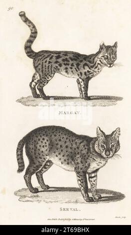 Oncilla or little spotted cat, Leopardus tigrinus, and serval, Leptailurus serval. Margay, Felis tigrina, and serval, Felis serval. Copperplate engraving by James Heath from George Shaws General Zoology: Mammalia, G. Kearsley, Fleet Street, London, 1800. Stock Photo