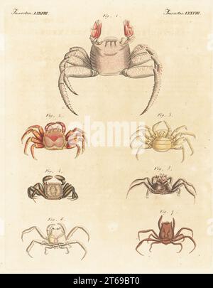 Painted crab of Ambon, Maluku, Cancer pictus 1, flattened crab, Plagusia depressa 2, Risso's crab, Xantho poressa 3, unknown species, Cancer nodulosus 4, Dorippoides facchino 5, and stalkeye porter crab, Ethusa mascarone 6,7. Handcoloured copperplate engraving from Carl Bertuch's Bilderbuch fur Kinder (Picture Book for Children), Weimar, 1815. A 12-volume encyclopedia for children illustrated with almost 1,200 engraved plates on natural history, science, costume, mythology, etc., published from 1790-1830. Stock Photo