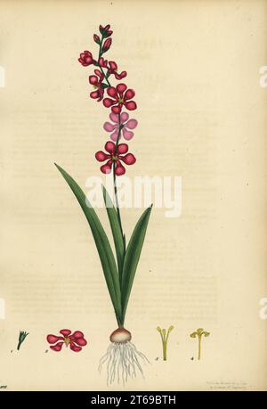 Corn lily, Ixia scillaris. Reflex-flowered ixia, Ixia reflexa. Copperplate engraving drawn, engraved and hand-coloured by Henry Andrews from his Botanical Register, Volume 1, published in London, 1799. Stock Photo