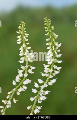 White Melilot - Melilotus albus Stock Photo