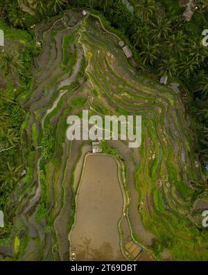 Vast green rice paddies stretch under clear blue skies at Kubang Semang ...