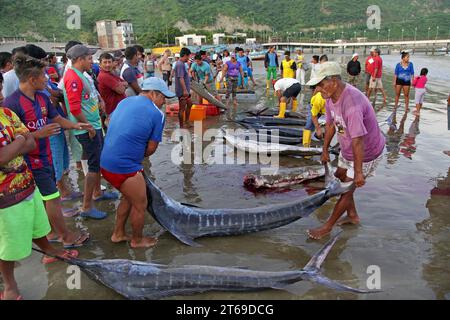 The fishing village Puerto Lopez at the Pacific Coast of Ecuador.Morning catch.Tuna fish.Sword fish.Marlin fish.Fish Butchery Stock Photo