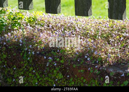 Zimbelkraut, Zymbelkraut, Mauer-Zimbelkraut, in den Ritzen einer Mauer, Cymbalaria muralis, Linaria cymbalaria, Ivy-leaved toadflax, Kenilworth Ivy, c Stock Photo