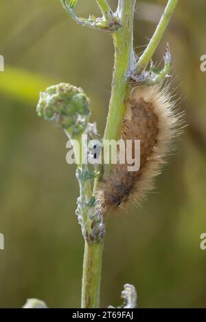 Zimtbär, Rostbär, Zimt-Bär, Rost-Bär, Rostflügelbär, Raupe frisst an Ampfer, Phragmatobia fuliginosa, ruby tiger, caterpillar, L’Écaille cramoisie, Bä Stock Photo