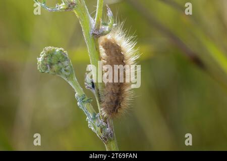 Zimtbär, Rostbär, Zimt-Bär, Rost-Bär, Rostflügelbär, Raupe frisst an Ampfer, Phragmatobia fuliginosa, ruby tiger, caterpillar, L’Écaille cramoisie, Bä Stock Photo