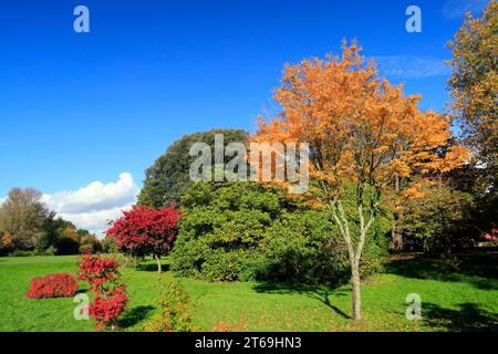 Acer trees, Autumn, Bute Park, Cardiff, Wales. Stock Photo