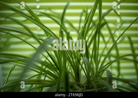 Plant by window. Houseplant on background of blinds. Green grass in pot. Stock Photo