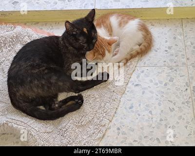 Two domestic cats snuggling and resting on a floor in front of a wooden door Stock Photo